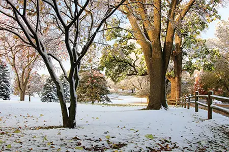 Ice Damage Resistant Trees