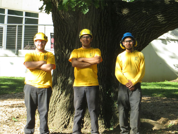 Shreiner Tree Care