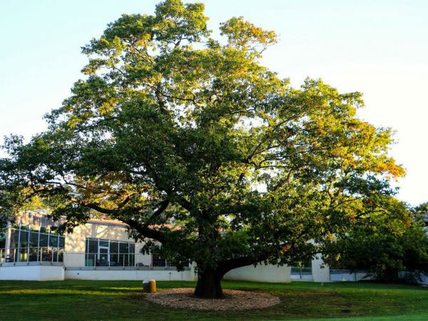 Shreiner Tree Care