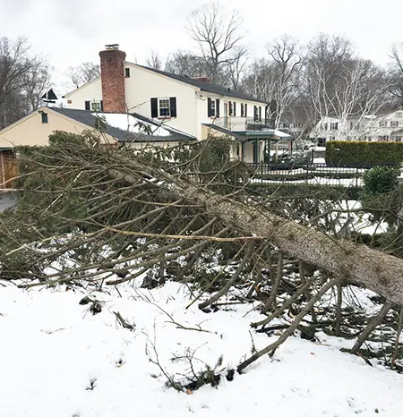 Preserving Your Evergreen Trees