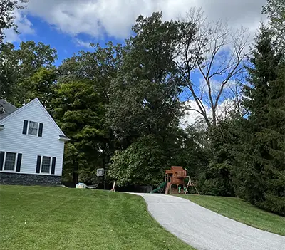 Dead Ash Trees: A Real Danger