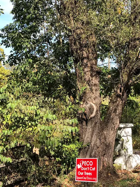 Tree Maintenance Around Powerlines: Who’s Responsible?