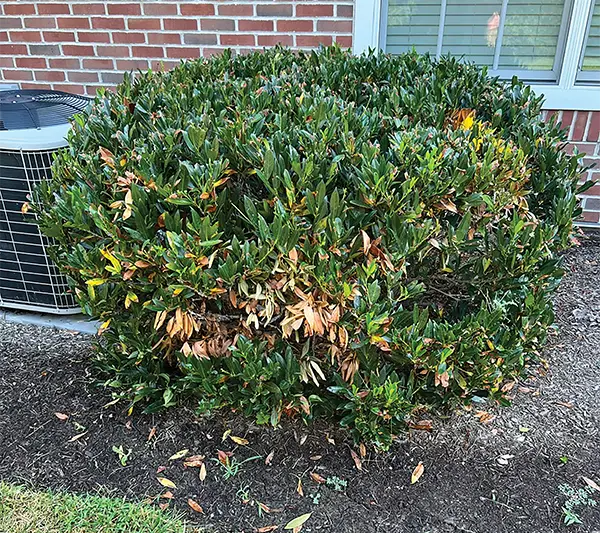 Plant Health Care