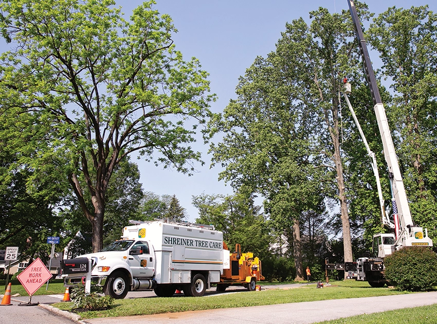 Shreiner Tree Care - Tree Removal - Taking Down Old Trees