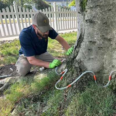 Shreiner Tree Care - Tree and Shrub Fertilization Photo