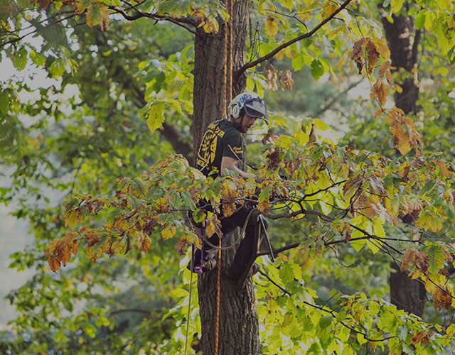 Tree Service Jobs PA Shreiner Tree Care Join the Best