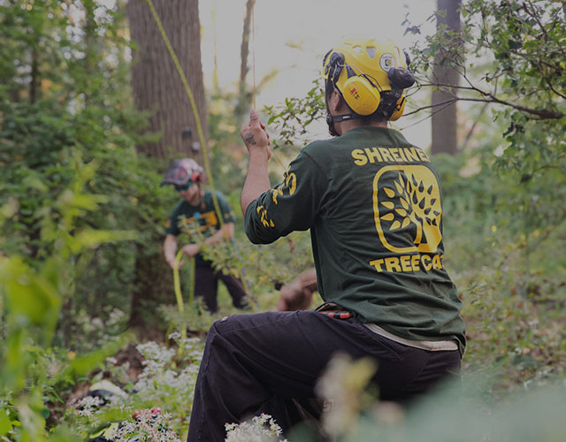 Tree Service Jobs PA Shreiner Tree Care Join the Best