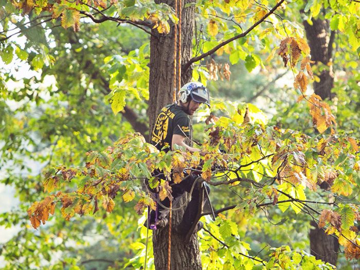 Arborist & Climber Job in King of Prussia, Pennsylvania Shreiner Tree