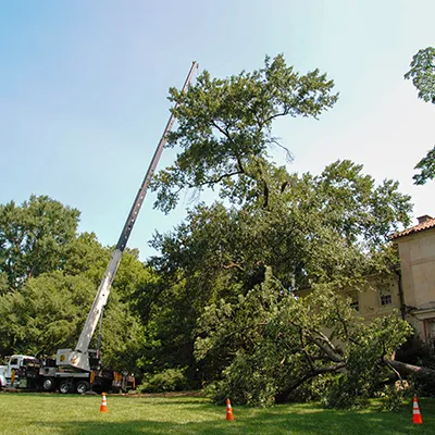 emergency-tree-service-bucket 02