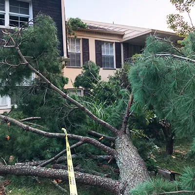 emergency tree service bucket