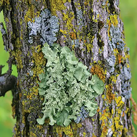 How To Keep Your Trees Happy