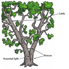 Shreiner Tree Care Services - Cabling & Bracing Photo