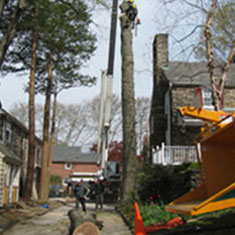 Shreiner Tree Care Services - Tree Removal Photo