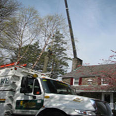 Shreiner Tree Care Services - Tree Pruning & Maintenance Photo