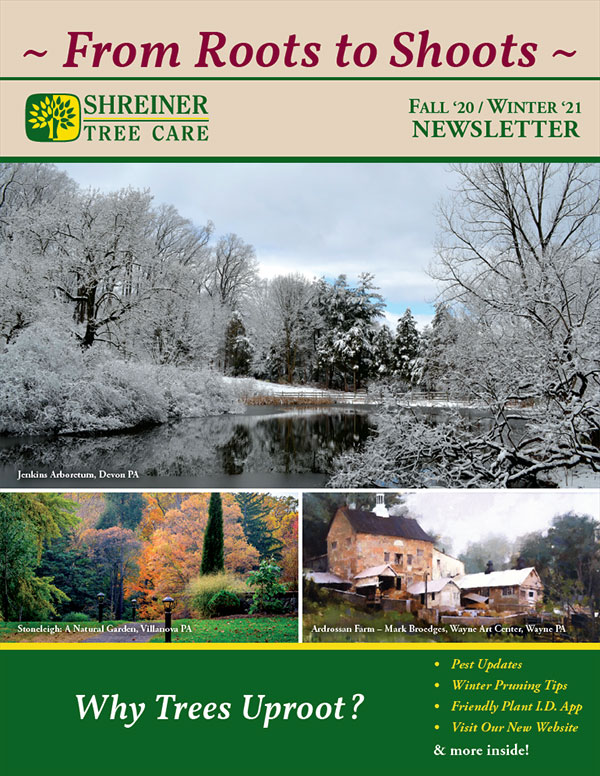 Shreiner Tree Care Newsletters