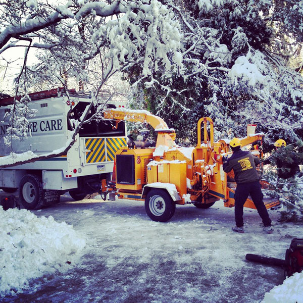 Protecting Your Trees Through Winter