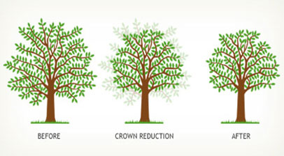 Shreiner Tree Care - Tree Pruning & Maintenance - Canopy Reduction