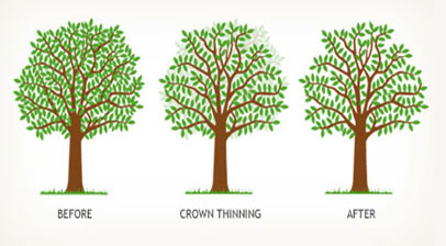 Shreiner Tree Care - Tree Pruning & Maintenance - Canopy Thinning