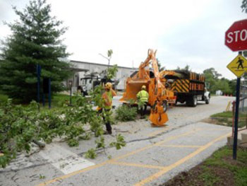 Shreiner Tree Care - Tree Removal - Taking Down Old Trees