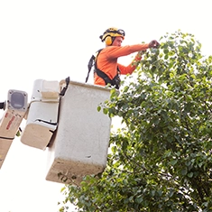 Shreiner Tree Care Services - Tree Pruning & Maintenance Photo
