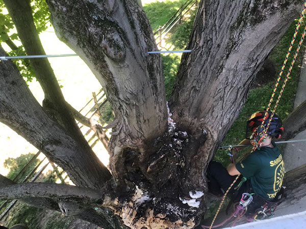 Shreiner Tree Care - Cabling & Bracing - Showing Safety Equipment for Climbing Trees