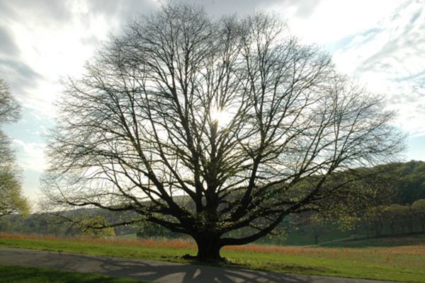 Shreiner Tree Care - Consulting Arborists - Individual Tree Inspection Services