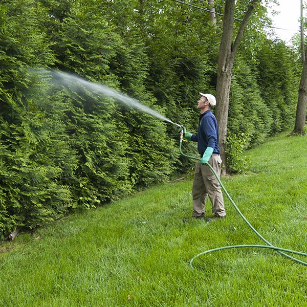 Certified arborist performing services for controlling insects and disease
