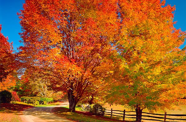 Shreiner Tree Care Autumn Scenery