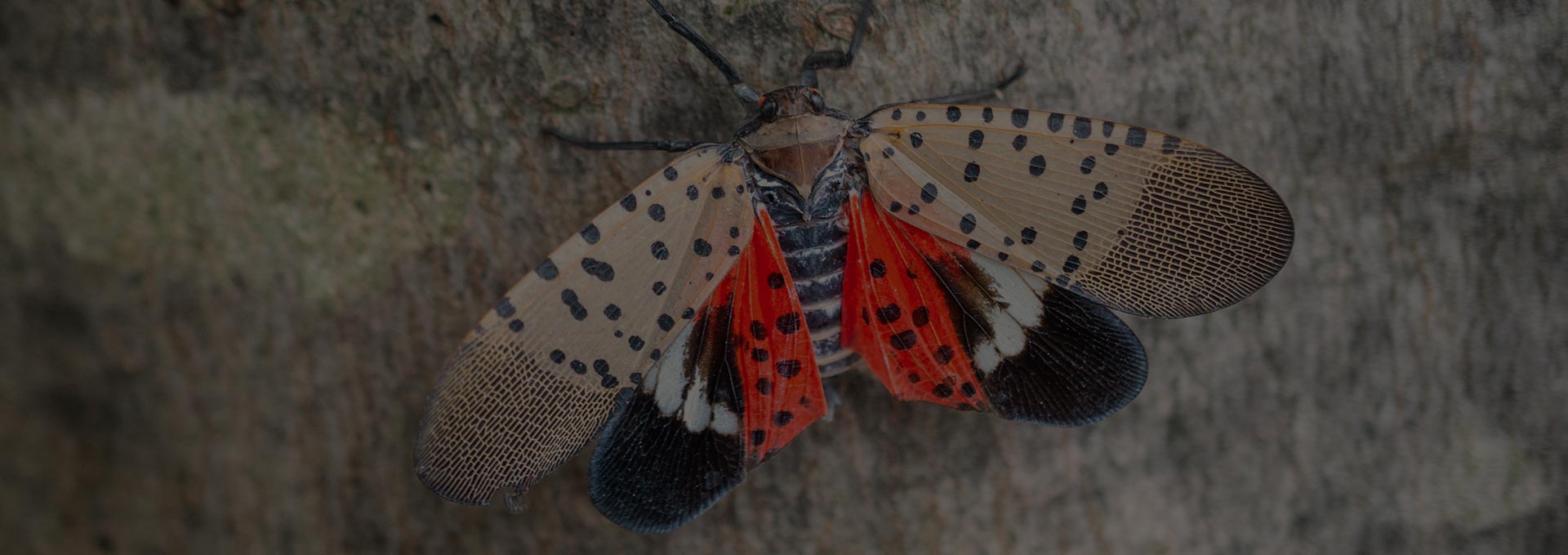 Spotted Lanternfly, Stage 4