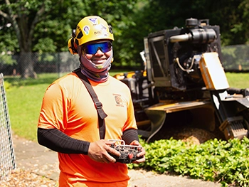 Shreiner Tree Care - Tree Removal - Taking Down Old Trees