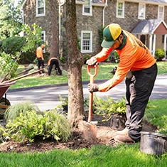 Shreiner Tree Care - Tree Planting Service