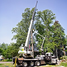 Shreiner Tree Care Services - Tree Removal Photo