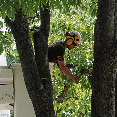 tree-planting-bucket-3