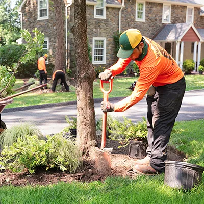 tree planting bucket